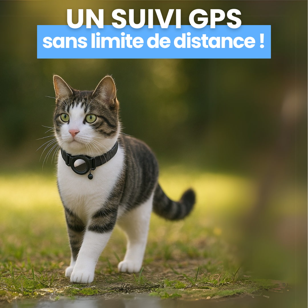 Collier GPS pour chat